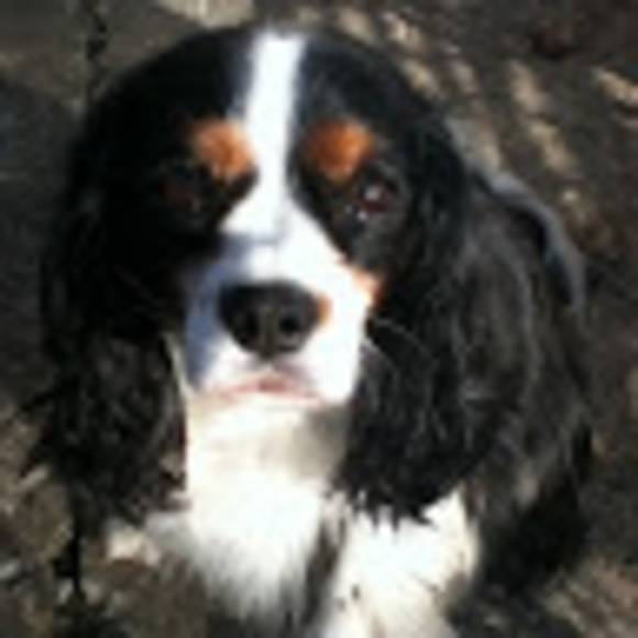 Meet your Posher, Lilly - Picture 1 of 1